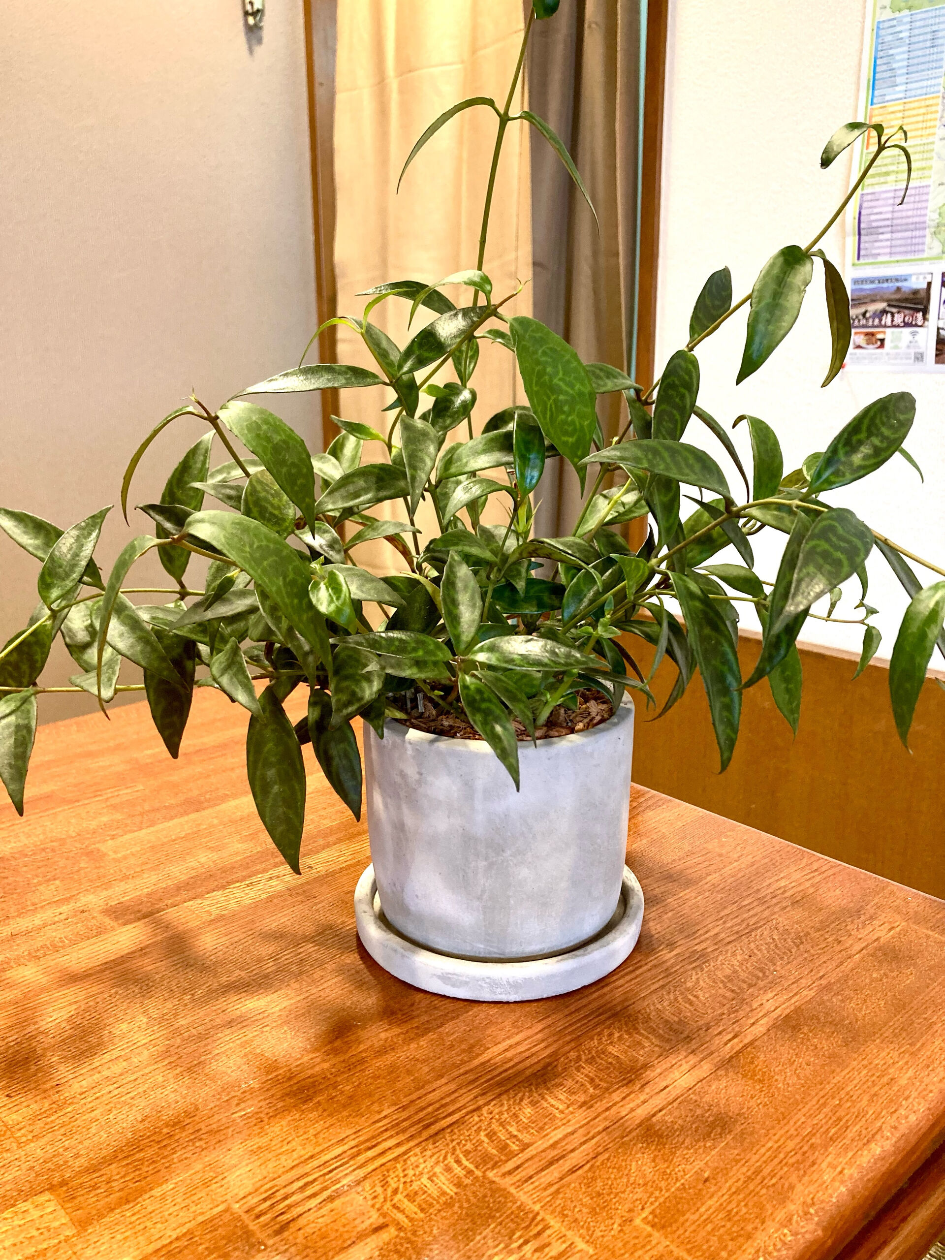 【新しい植物が増えました】