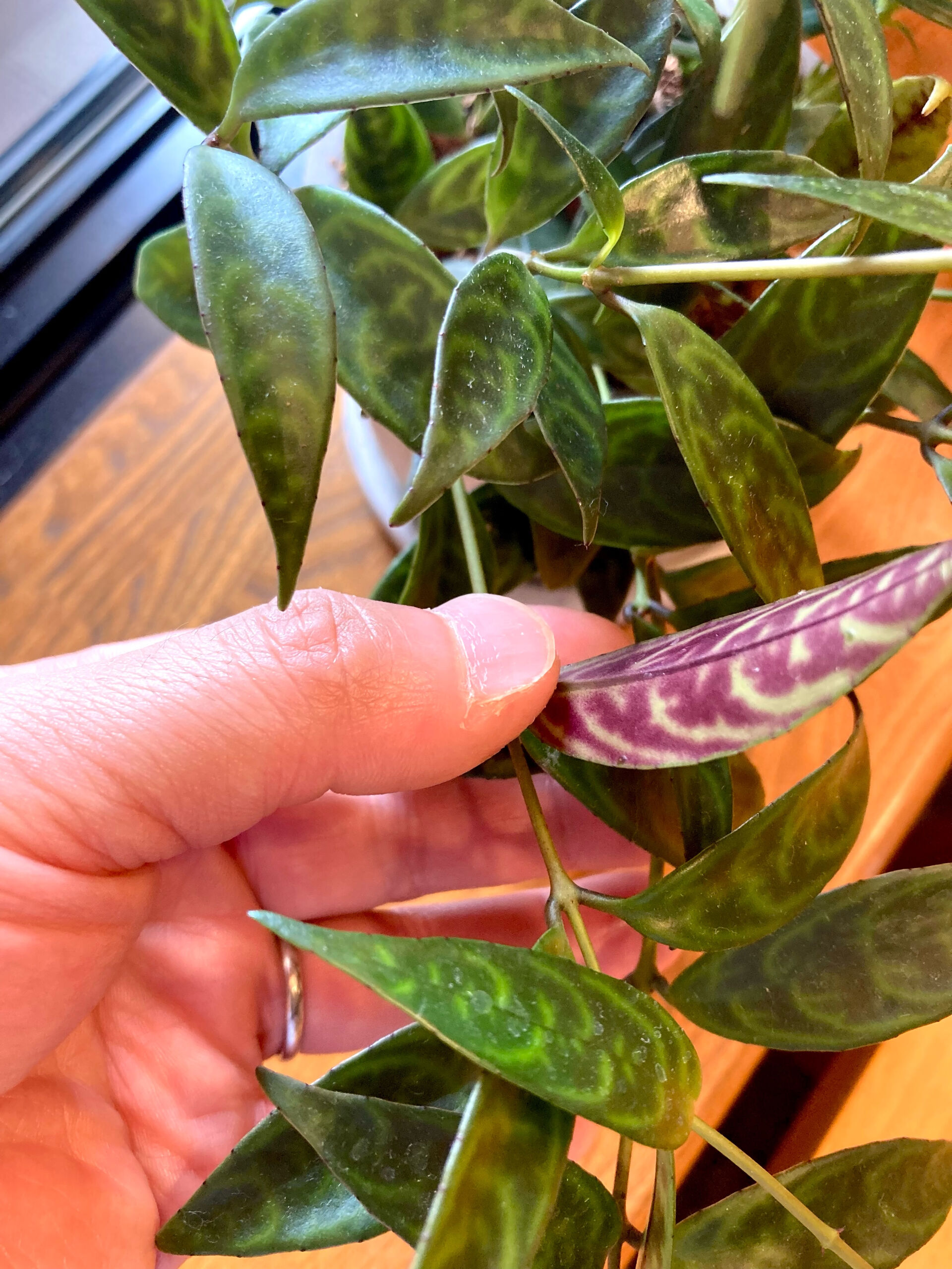 【新しい植物が増えました】
