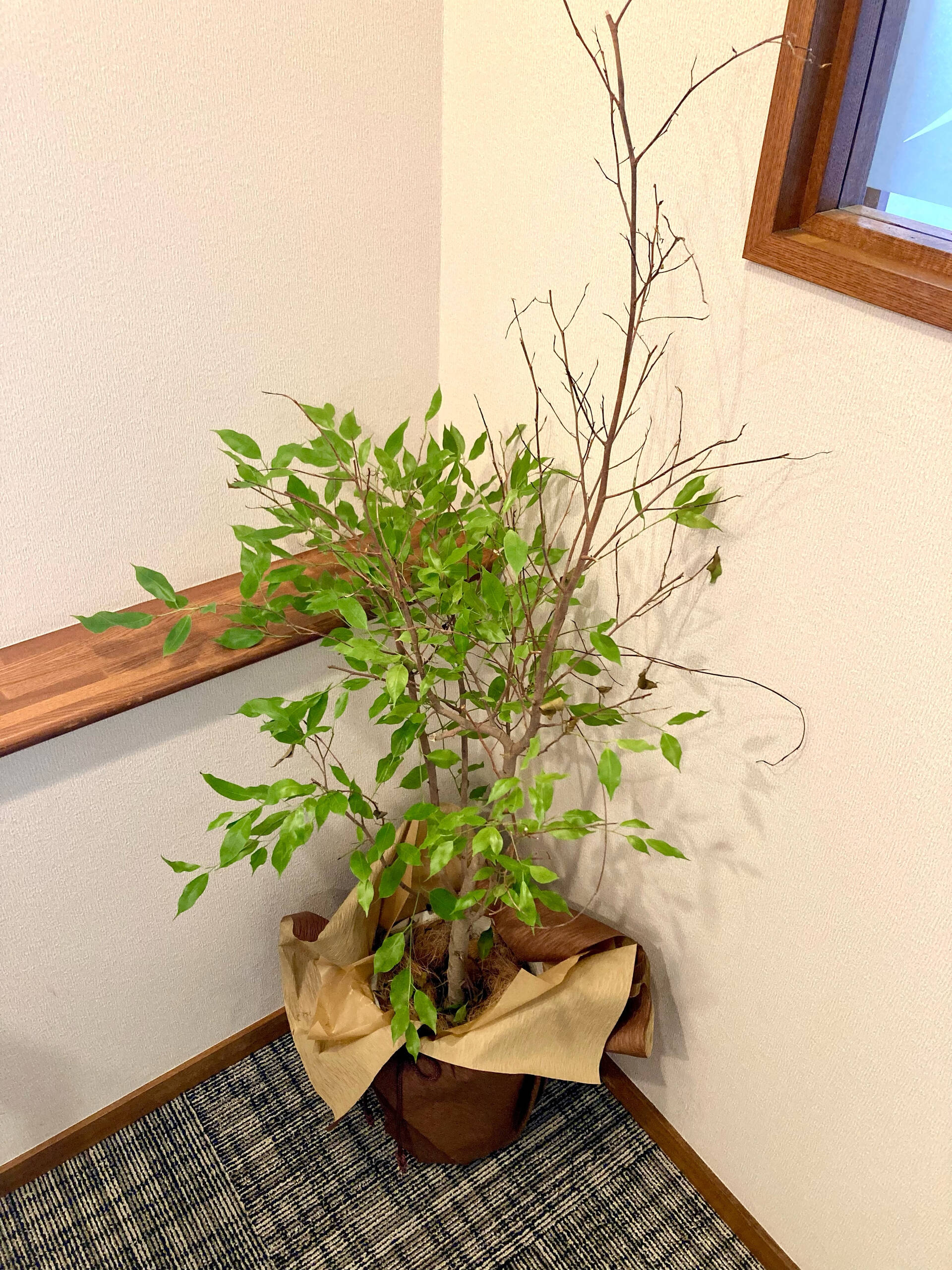 【植木の元気がありません】